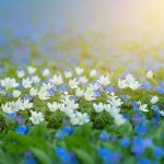 Illusions de printemps et anémones, délicates fleurs de printemps bleues et blanches. Omphalodes verna