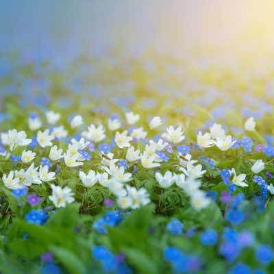 Illusions de printemps et anémones, délicates fleurs de printemps bleues et blanches. Omphalodes verna