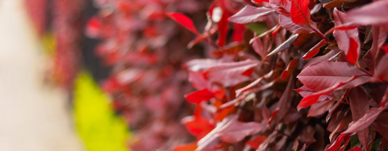 Gros plan feuilles rouges de photinia