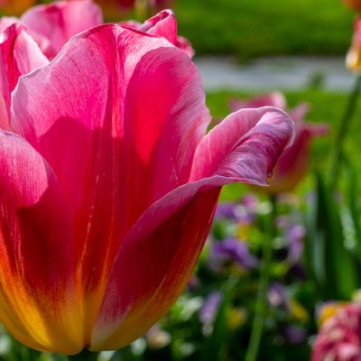La tulipe Tom Pouce : l'emblème des massifs de fleurs printaniers