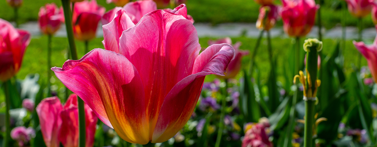 La tulipe Tom Pouce : l'emblème des massifs de fleurs printaniers