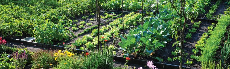 Tout Savoir Sur La Rotation Des Cultures Au Potager 2370