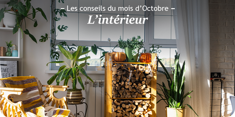 Les conseils du mois d'octobre pour les plantes d'intérieur