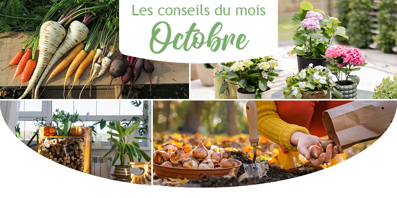 Les conseils du mois d'octobre