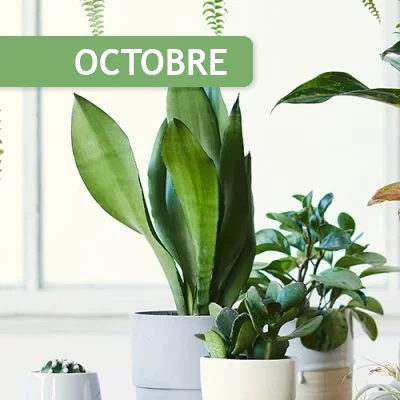 Plantes d'intérieur en octobre