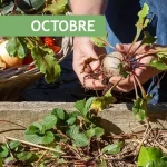 Récolter les légumes au mois d'octobre