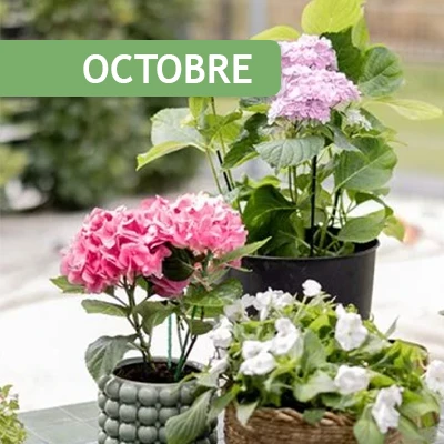 conseils pour les plantes du balcon et de la terrasse au mois d'octobre