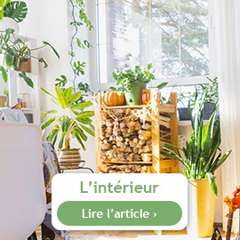 Les plantes d'intérieur en octobre