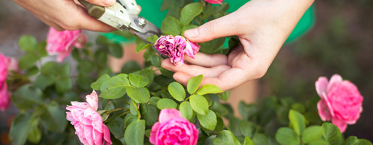 mains de femme qui coupent des roses fanéees