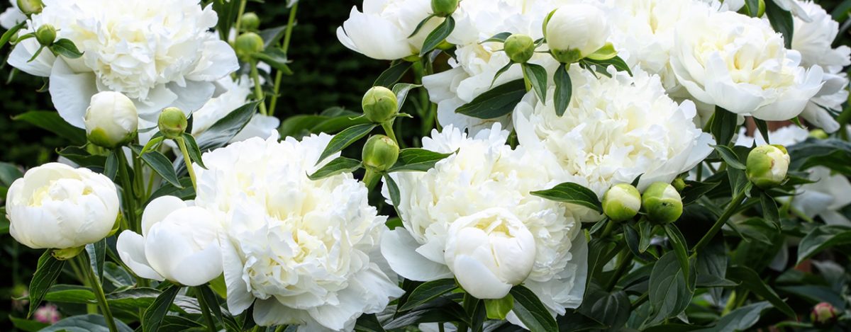 Pivoine Une S lection De 15 Vari t s Incontournables pivoine-une-s-lection-de-15-vari-t-s-incontournables