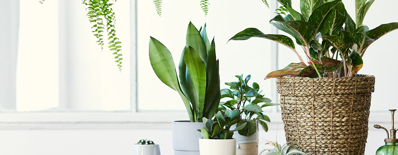 plantes vertes posées sur une table