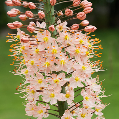 Lis des steppes Romance