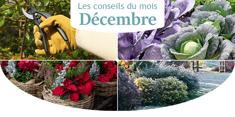 Les conseils jardin du mois de décembre