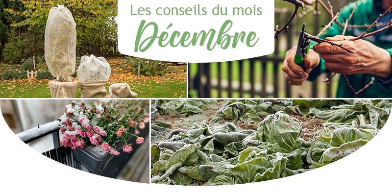 Les conseils du mois de décembre