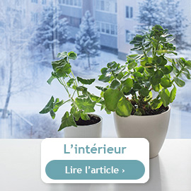 conseils du mois de décembre sur les plantes d'intérieur