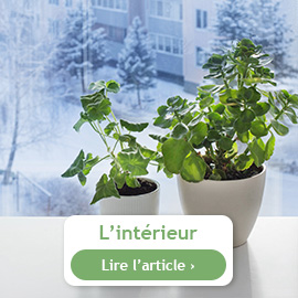 Les plantes d'intérieur en hiver