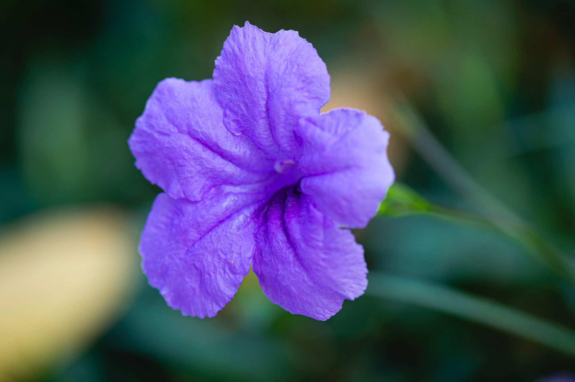 fleur petunia violet