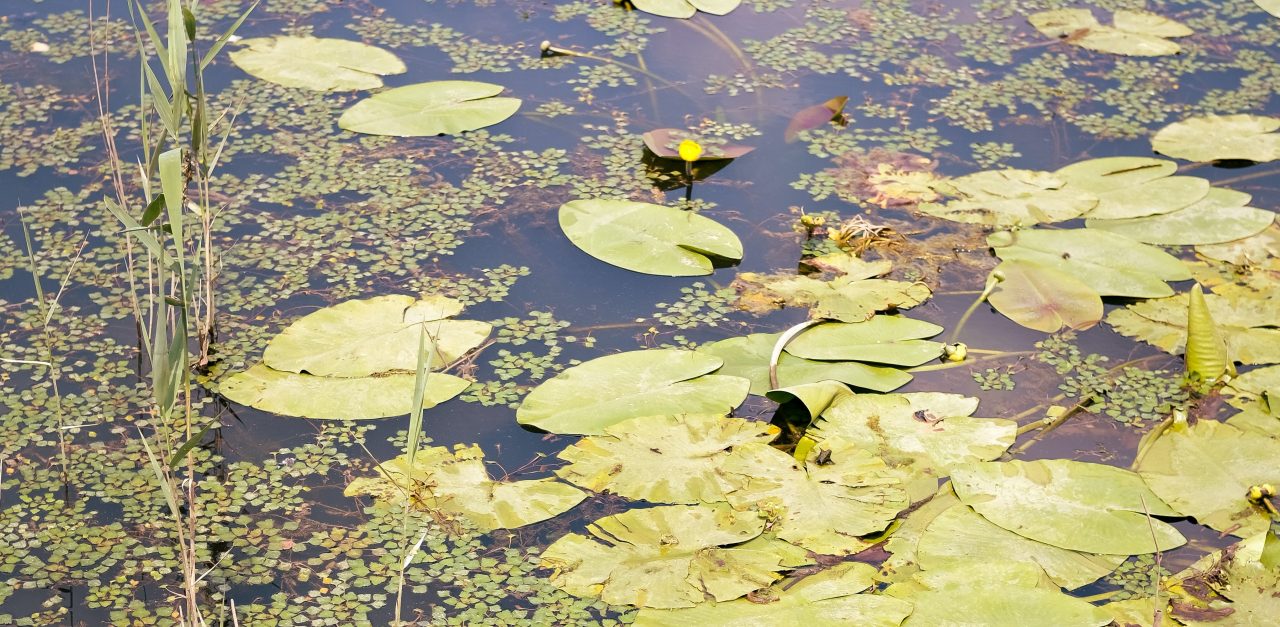 Tout Savoir Sur Les Plantes Oxyg nantes pour Bassin tout-savoir-sur-les-plantes-oxyg-nantes-pour-bassin