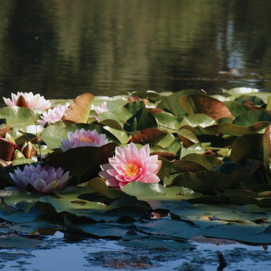 Engrais Étang Nénuphars 200g - Nutrition Racines Et Floraison Abondante Pour Plantes Aquatiques