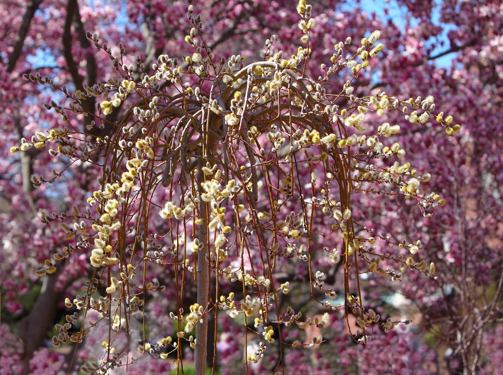 Yellow Weeping pussy willow over purple magnolia blooming background
