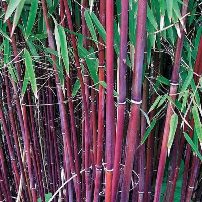 Bambous à cannes rouges