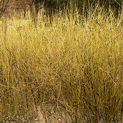 Cornus stolonifera Flaviramea