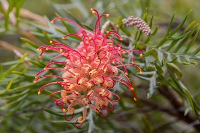 Plante Grévilléa d'Australie