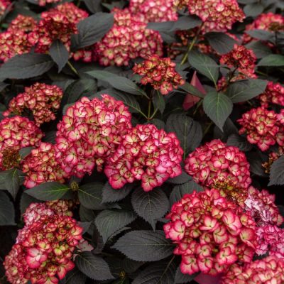 Hortensia Eclipse