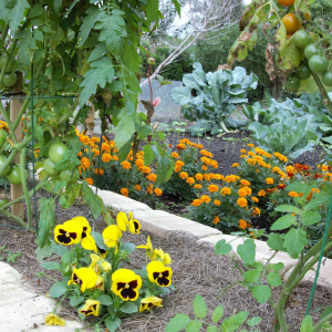 Les Capucines au potager