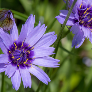 Un jardin sans arrosage, comment le réaliser ?