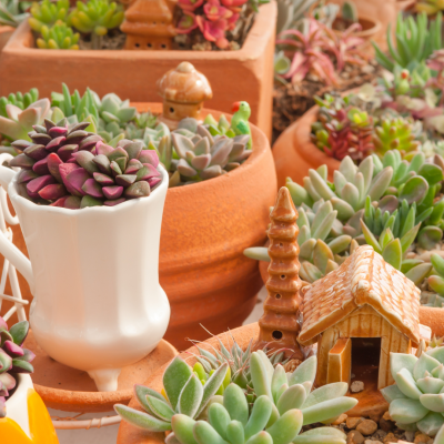 Un jardin sans arrosage : quelles plantes choisir et comment les entretenir ?