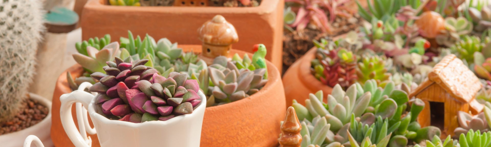 Créer un jardin sans arrosage: quelle plante choisir et comment les entretenir ?