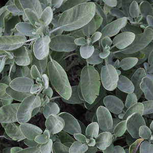 Quelles plantes pour un jardin sobre ?