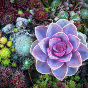 Quelle plante pour un jardin sobre ?