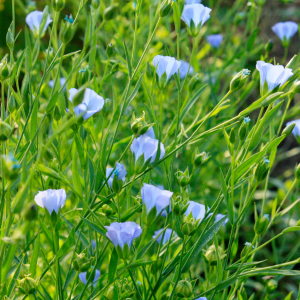 Le Lin bleu au potager