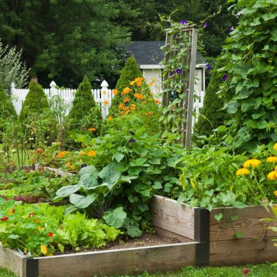 Associer légumes et fleurs au potager