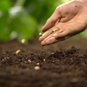 Bien planter ou semer pour économiser