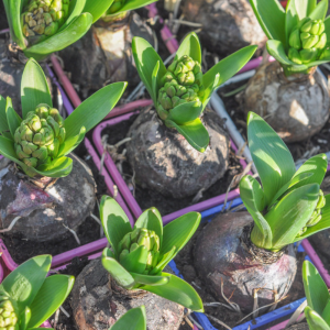 Bulbes cormes ou rhizome : vocabulaire pour jardinier débutant