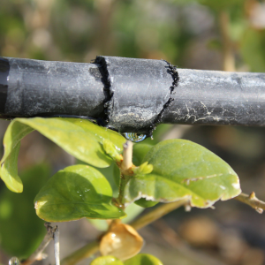 Le goutte à goutte