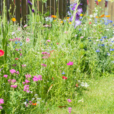 Et si vous laissiez pousser ? Le slow gardening arrive !