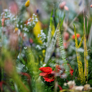 Qu'est-ce que le slow gardening ?