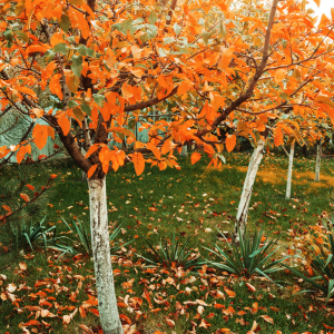 Automne : l'abondance sans urgence
