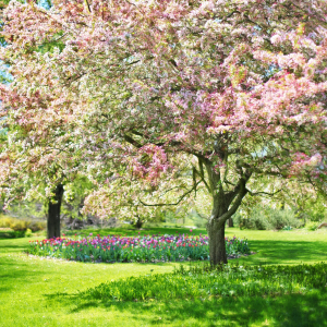 Le printemps, l'éveil en douceur