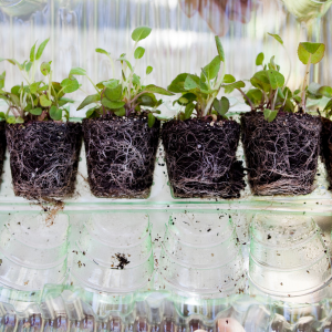 Type de plantes