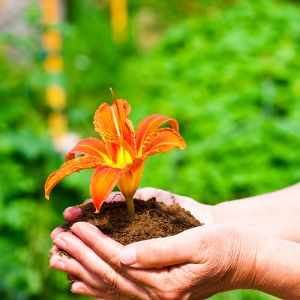 limiter plantations en pot