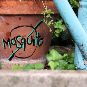 Aider les plantes anti-moustiques
