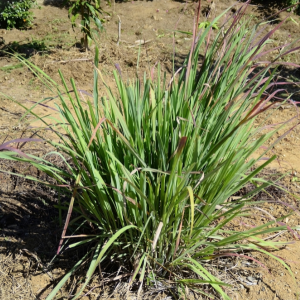 Citronnelle vraie