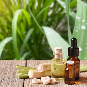 Comment fonctionnent les plantes qui repoussent les moustiques