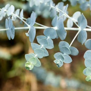 Eucalyptus argenté baby blue