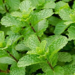 La menthe poivrée